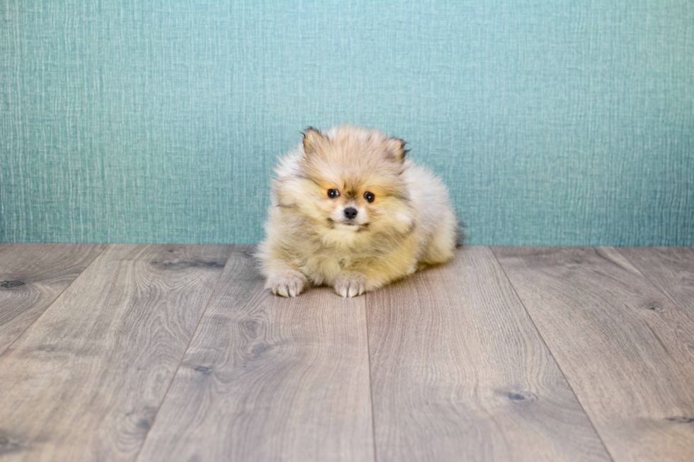 Friendly Pomeranian Baby