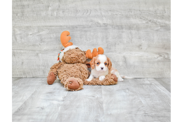 Energetic Cavalier King Charles Spaniel Purebred Puppy