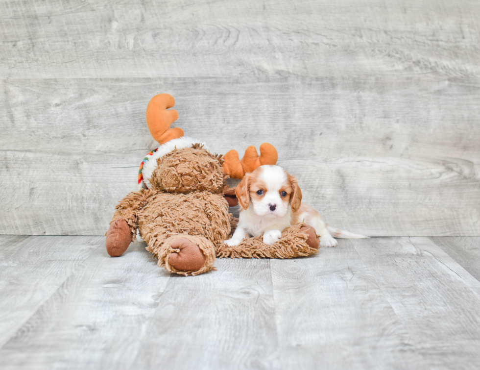 Energetic Cavalier King Charles Spaniel Purebred Puppy