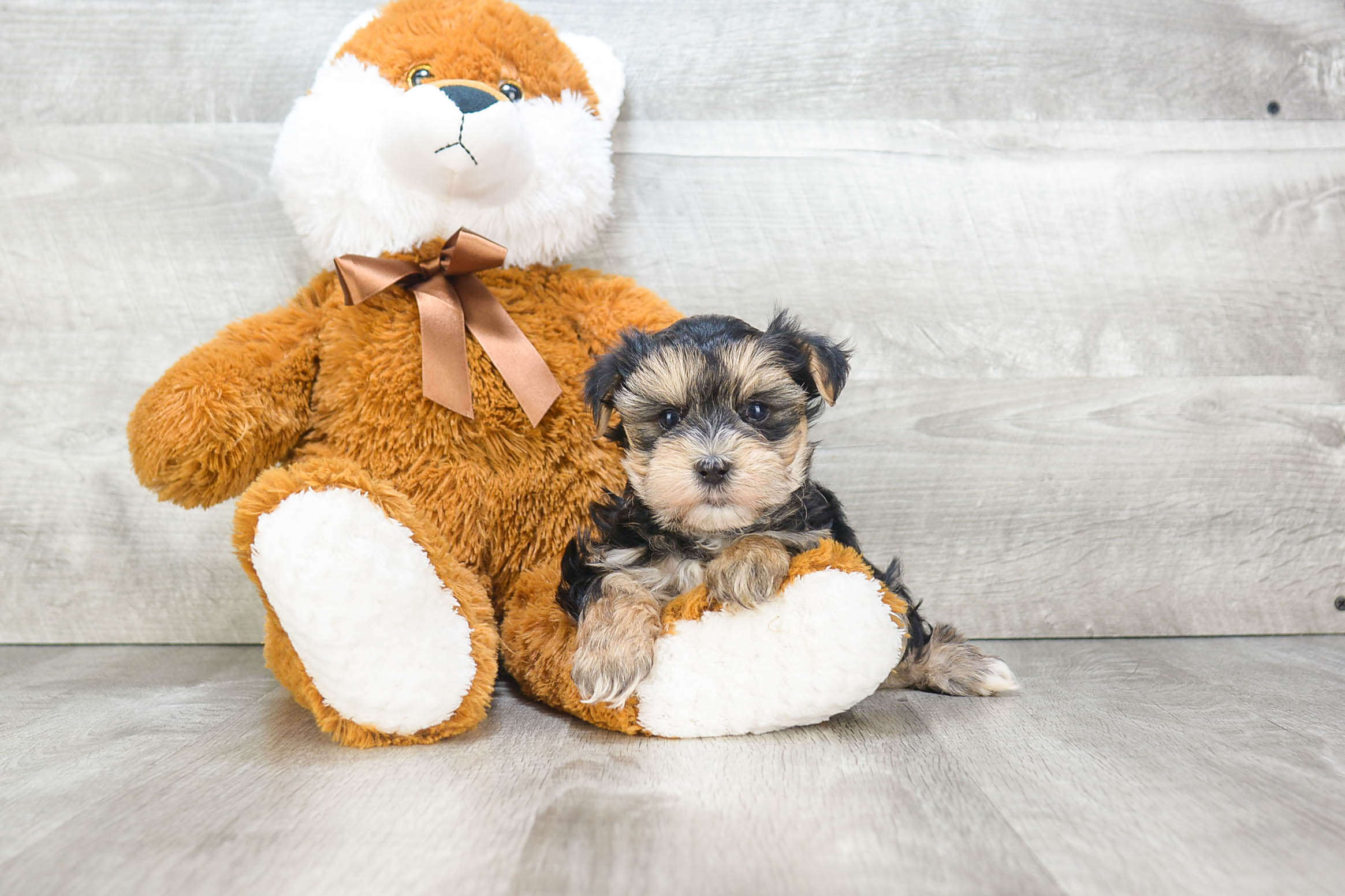 Energetic Yorkie Designer Puppy