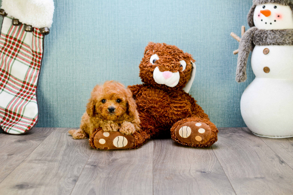 Cavapoo Puppy for Adoption