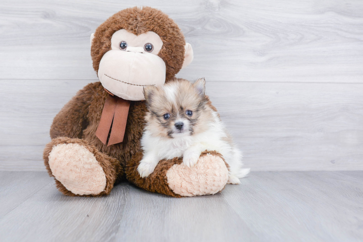 Adorable Pomeranian Purebred Puppy