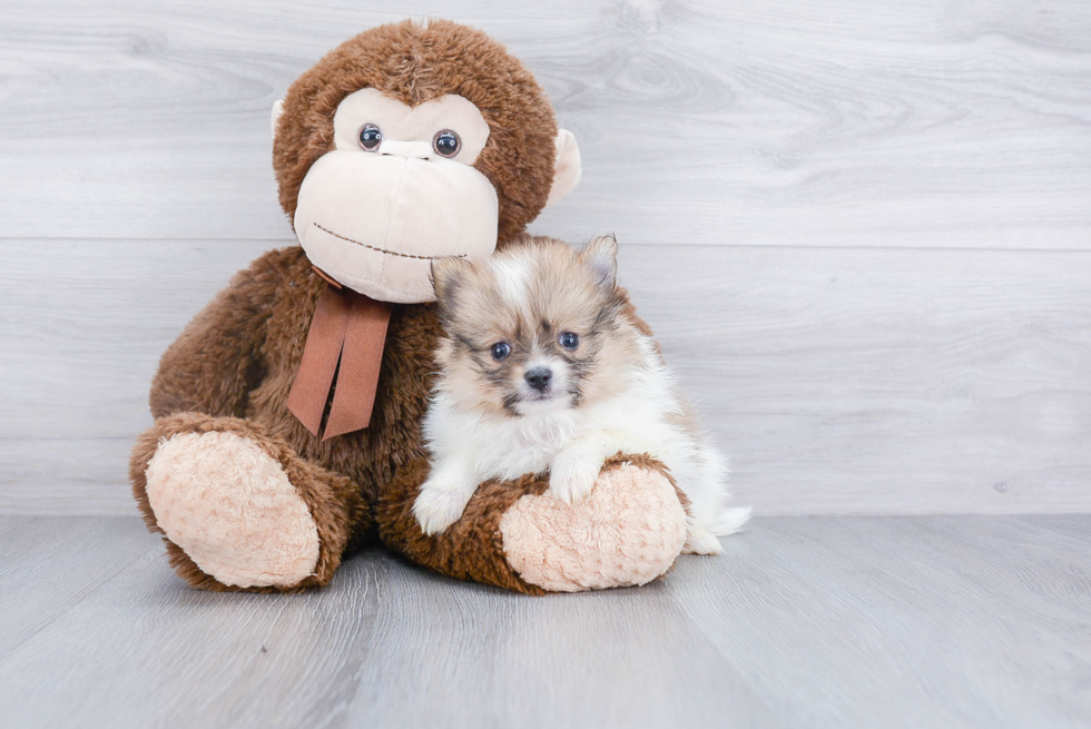 Adorable Pomeranian Purebred Puppy
