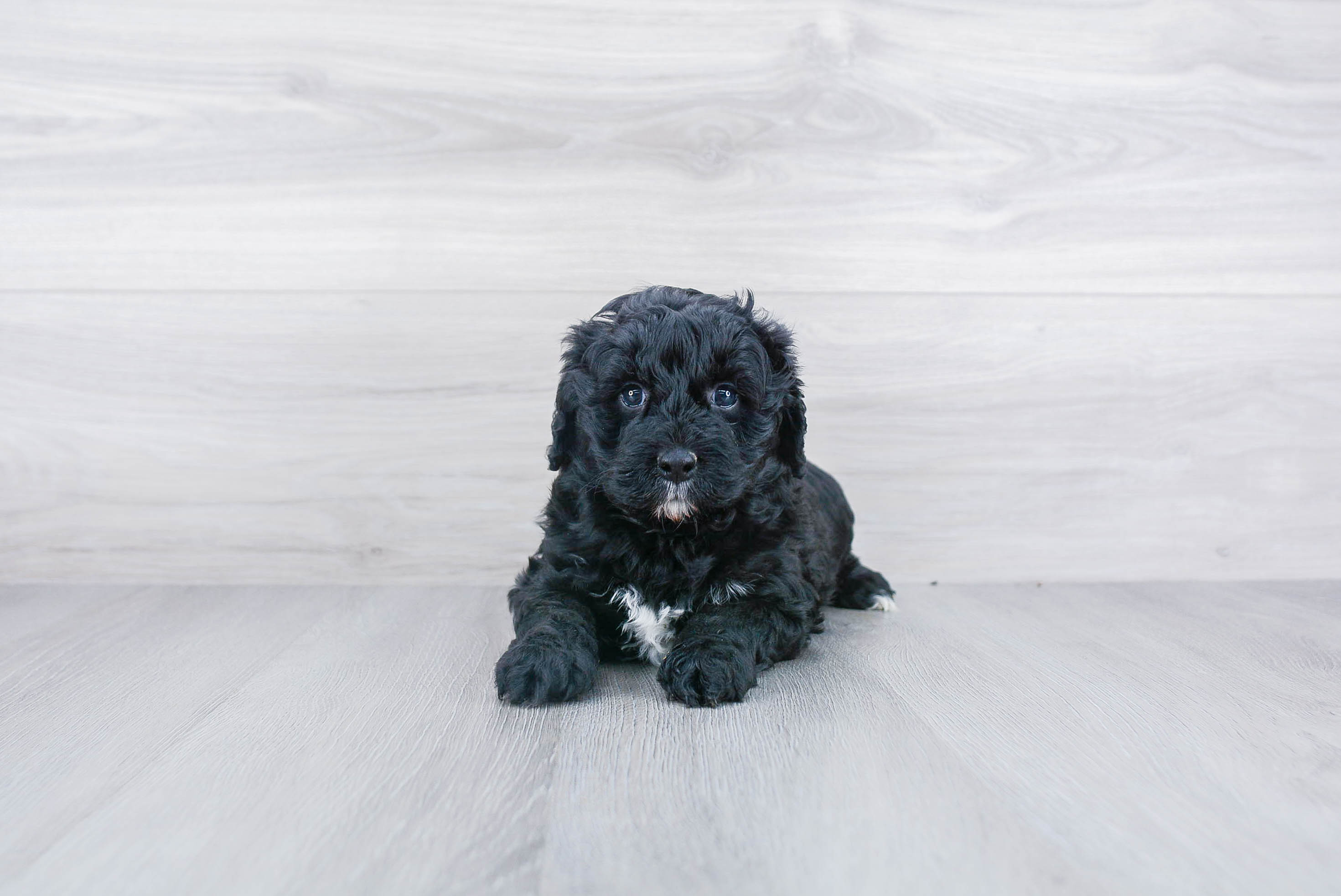 Little Mini Berniedoodle Poodle Mix Puppy