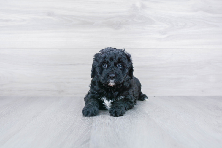 Little Mini Berniedoodle Poodle Mix Puppy
