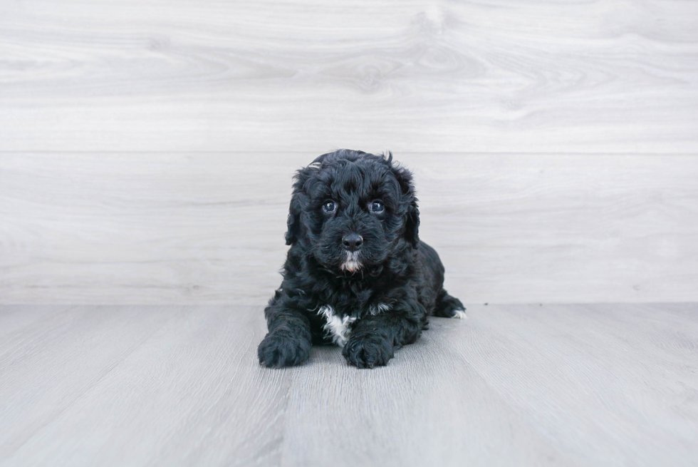 Little Mini Berniedoodle Poodle Mix Puppy