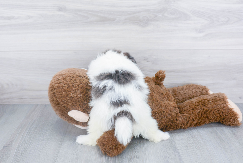 Fluffy Pomeranian Purebred Puppy