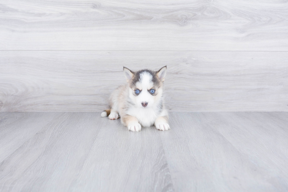 Popular Pomsky Designer Pup