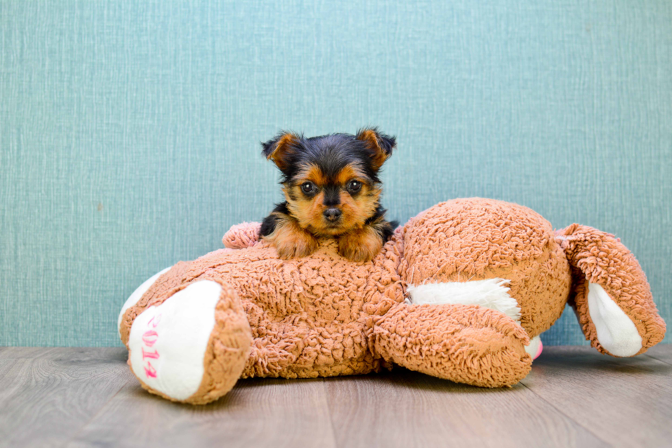 Meet Levi - our Yorkshire Terrier Puppy Photo 