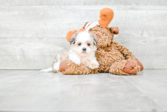 Friendly Teddy Bear Baby