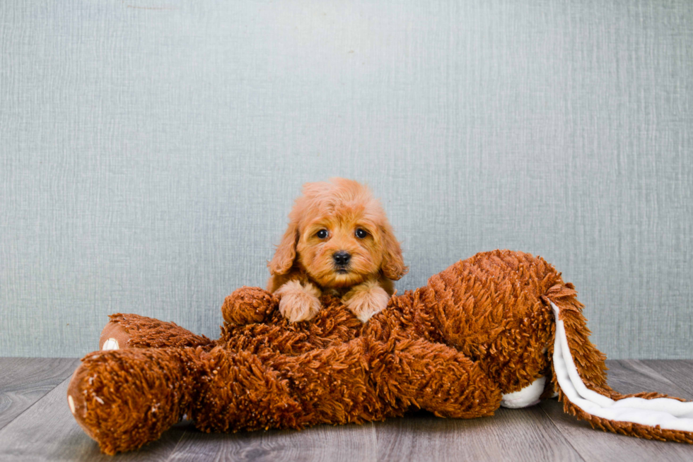 Mini Goldendoodle Puppy for Adoption