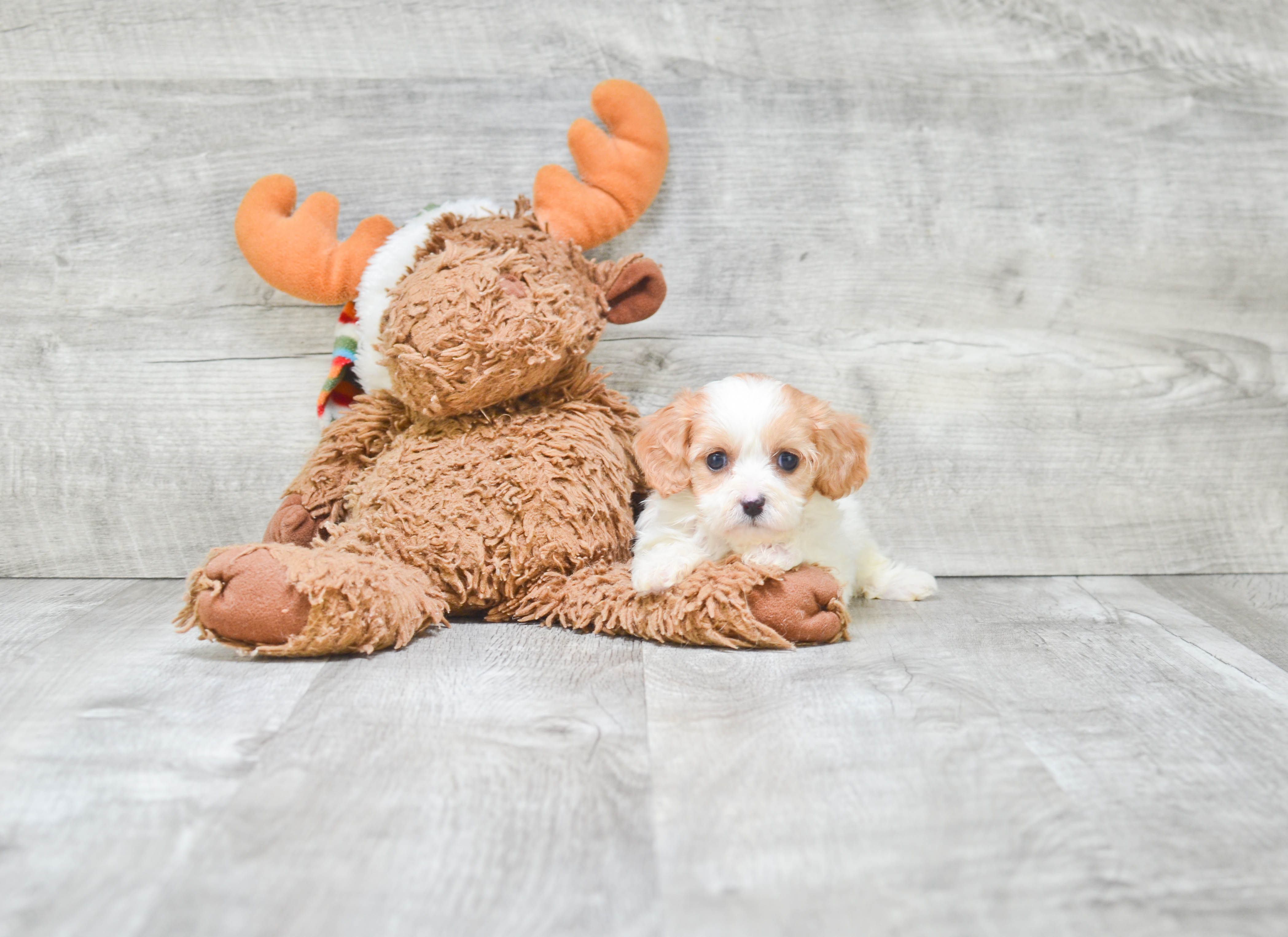 Petite Cavapoo Poodle Mix Pup