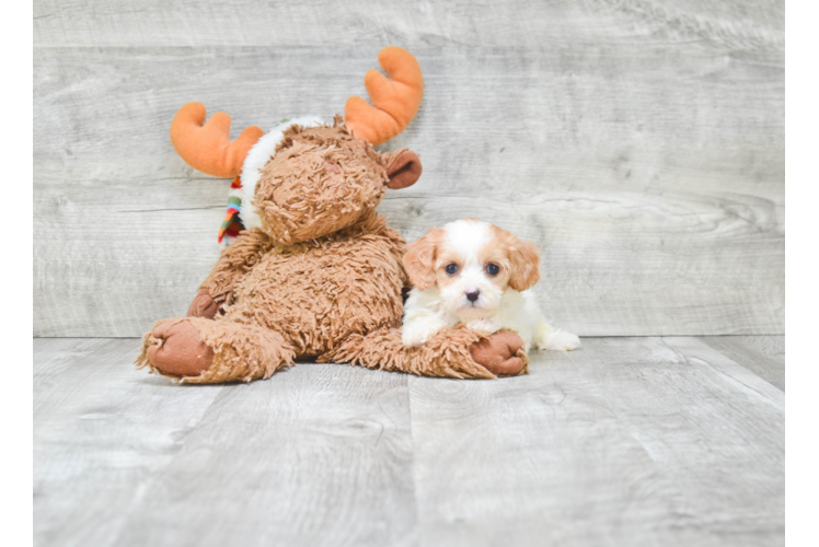 Petite Cavapoo Poodle Mix Pup