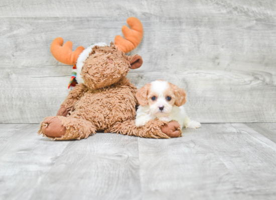 Petite Cavapoo Poodle Mix Pup