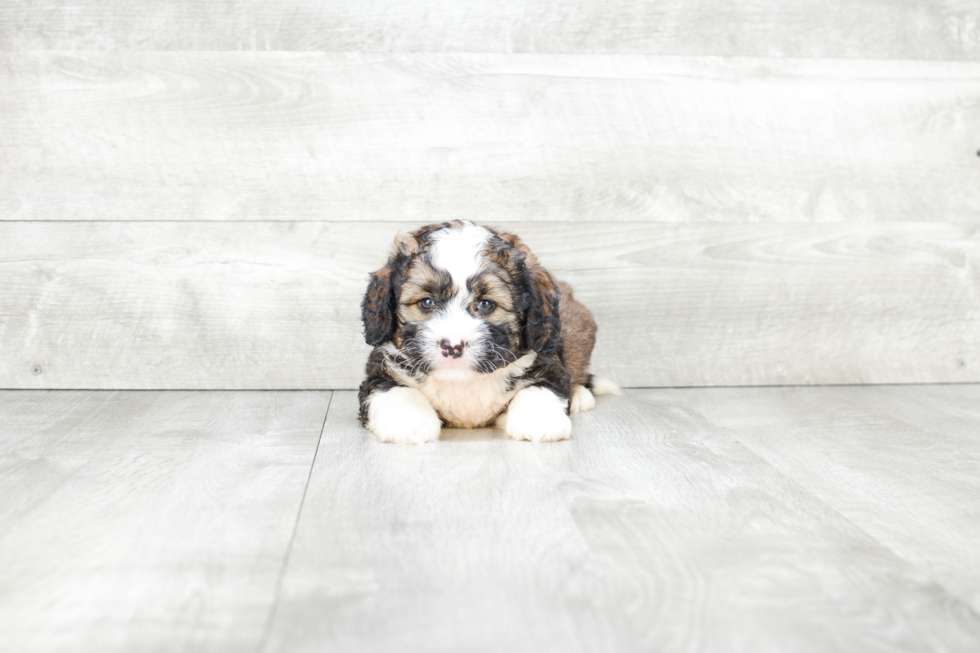 Hypoallergenic Mini Berniedoodle Poodle Mix Puppy