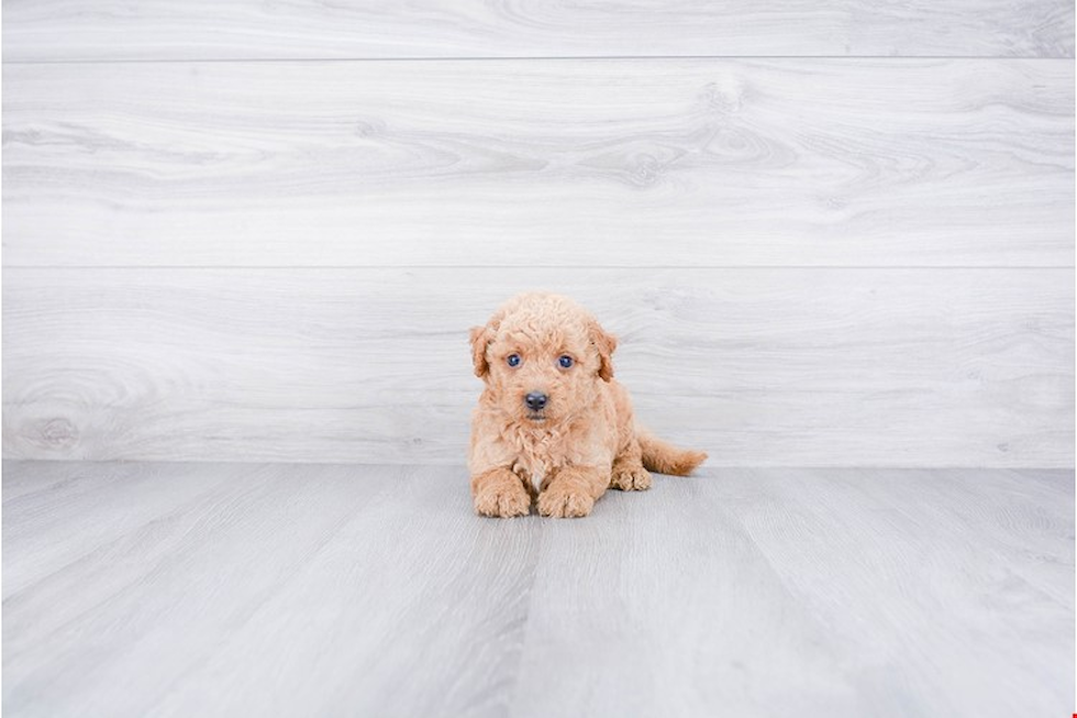 Mini Goldendoodle Puppy for Adoption