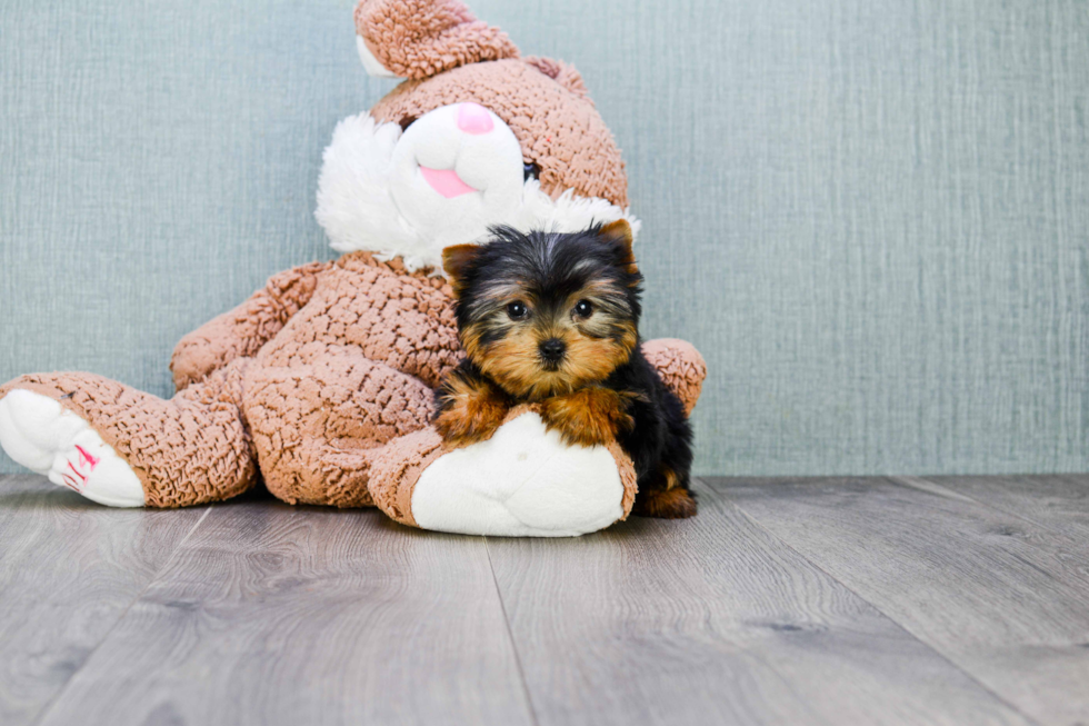 Meet Trigger - our Yorkshire Terrier Puppy Photo 