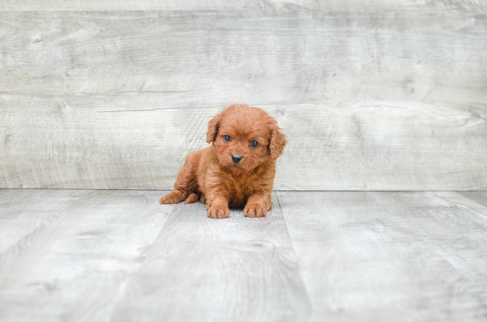 Small Cavapoo Baby