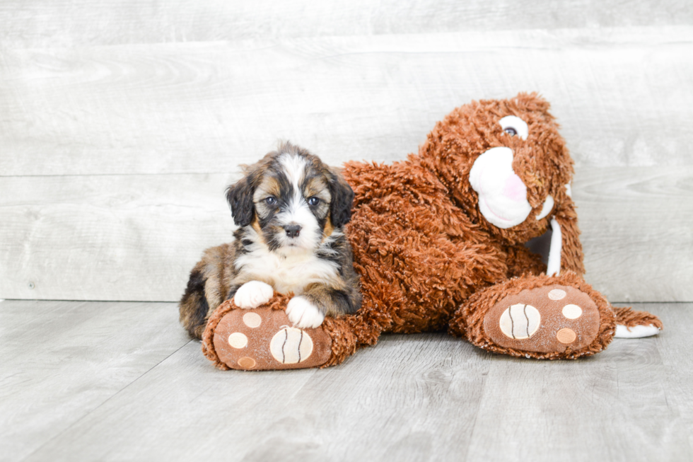 Adorable Bernadoodle Poodle Mix Puppy