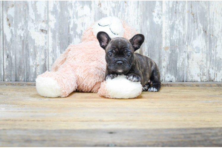 Playful French Bulldog Purebred Pup