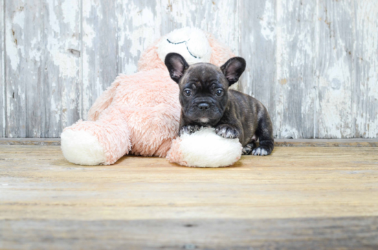 Playful French Bulldog Purebred Pup