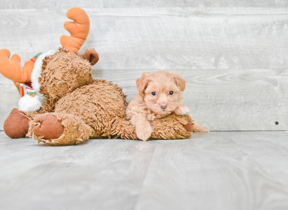 Maltipoo Pup Being Cute