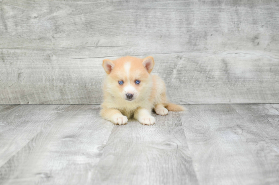 Pomsky Pup Being Cute