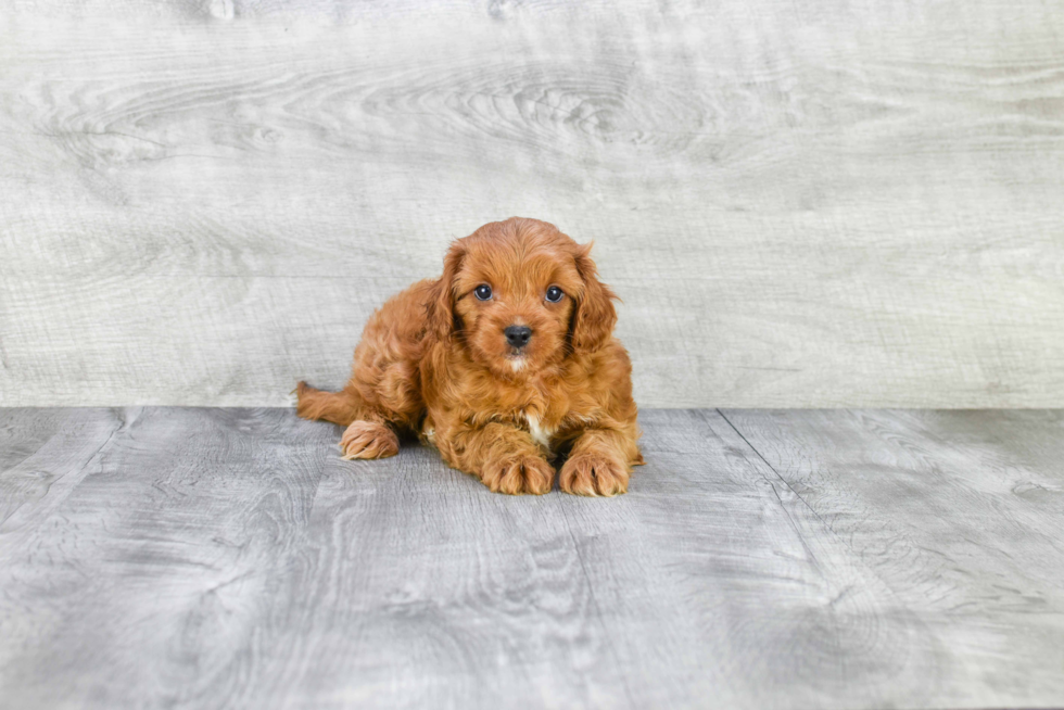 Cavapoo Pup Being Cute