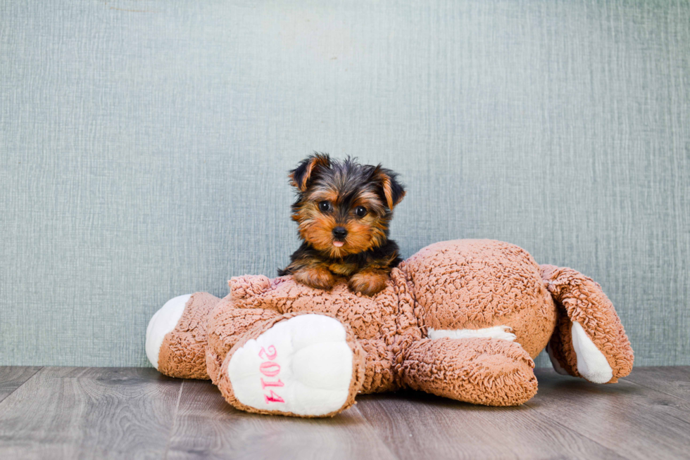 Meet Twinkle - our Yorkshire Terrier Puppy Photo 