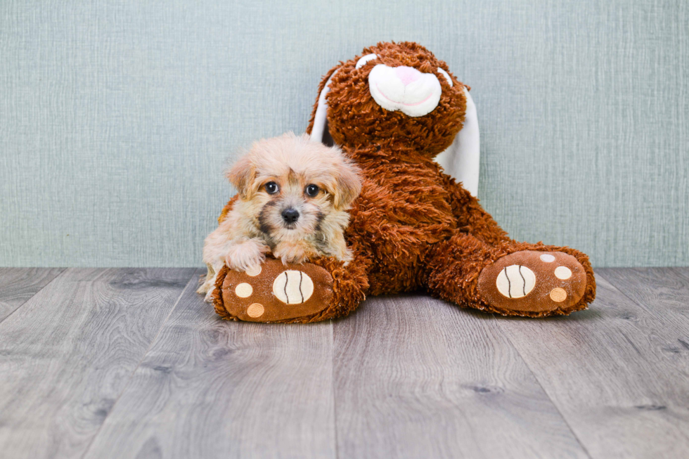 Best Morkie Baby