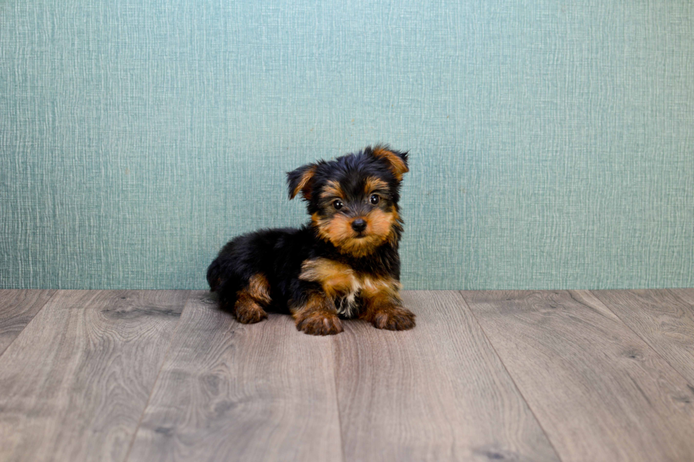 Meet Allen - our Yorkshire Terrier Puppy Photo 