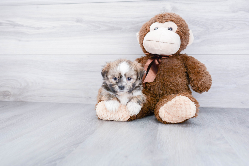 Teddy Bear Pup Being Cute