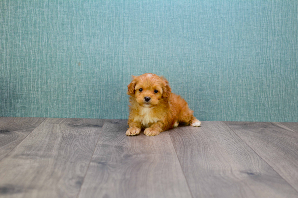 Cavapoo Puppy for Adoption