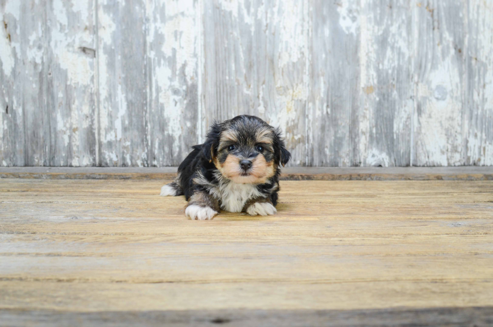 Morkie Puppy for Adoption