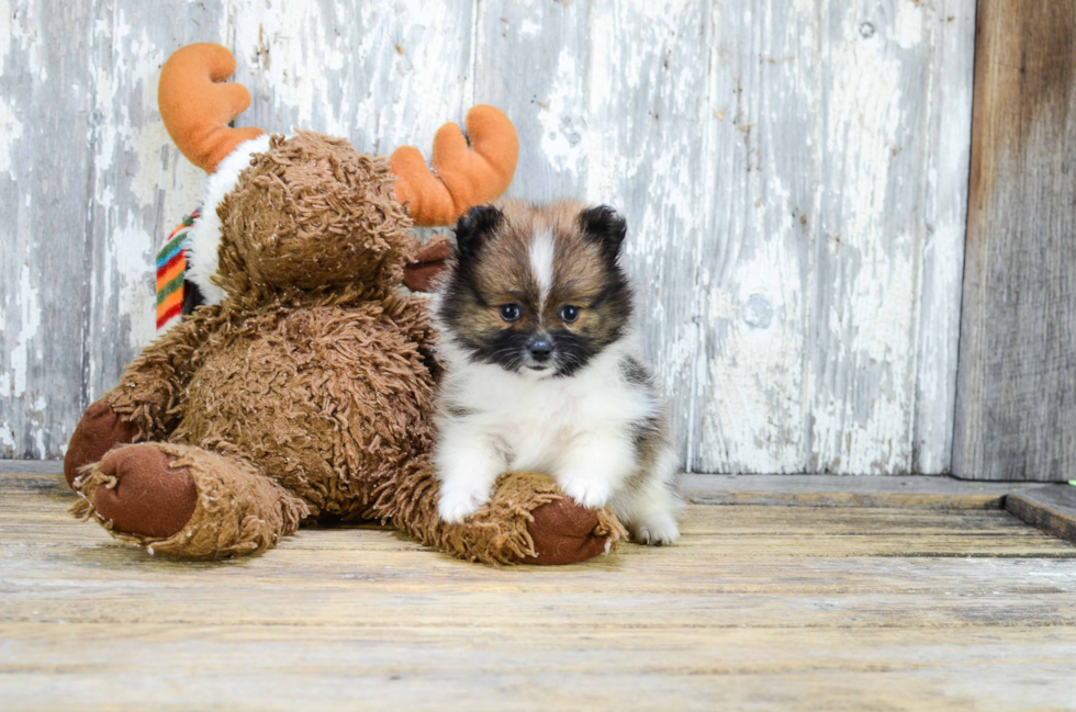 Pomeranian Puppy for Adoption