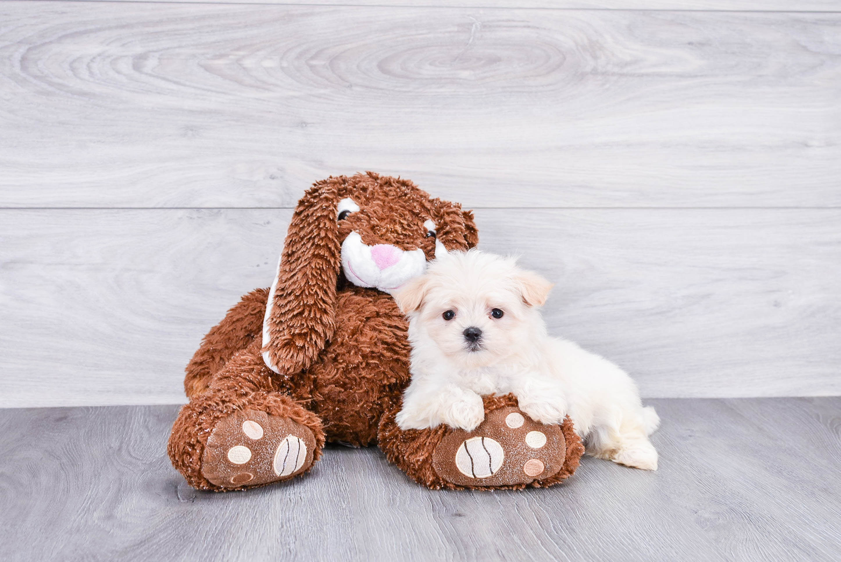 Maltipoo Puppy for Adoption