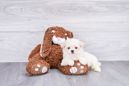 Maltipoo Puppy for Adoption