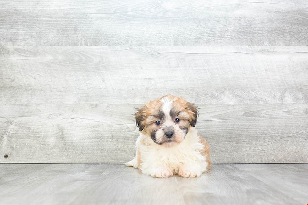 Teddy Bear Pup Being Cute