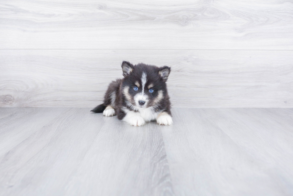 Smart Pomsky Designer Pup