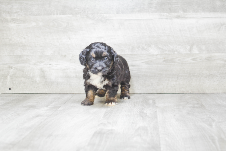 Friendly Mini Bernedoodle Baby