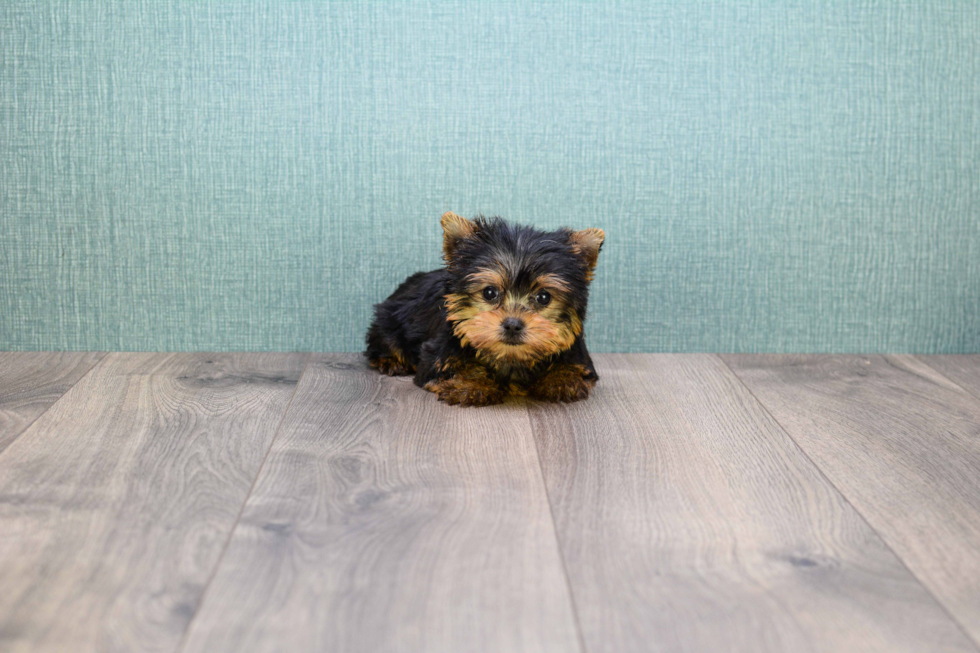 Meet Micro-Teacup-Twinkle - our Yorkshire Terrier Puppy Photo 