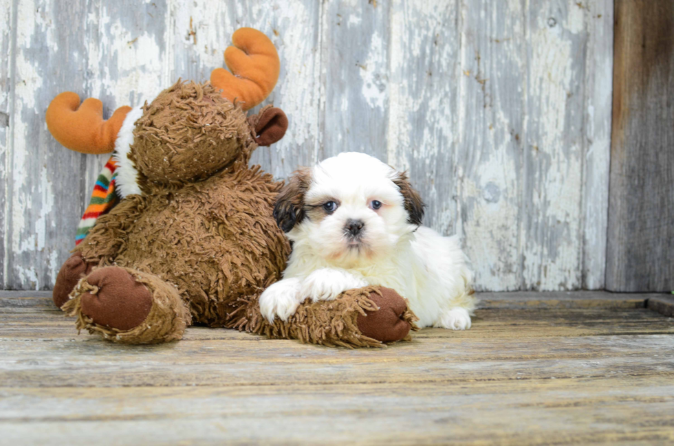 Hypoallergenic Shi Chon Designer Puppy