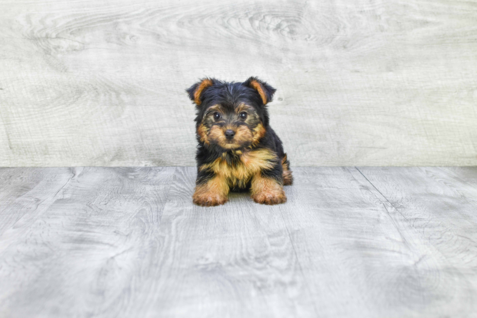 Meet Timmy - our Yorkshire Terrier Puppy Photo 