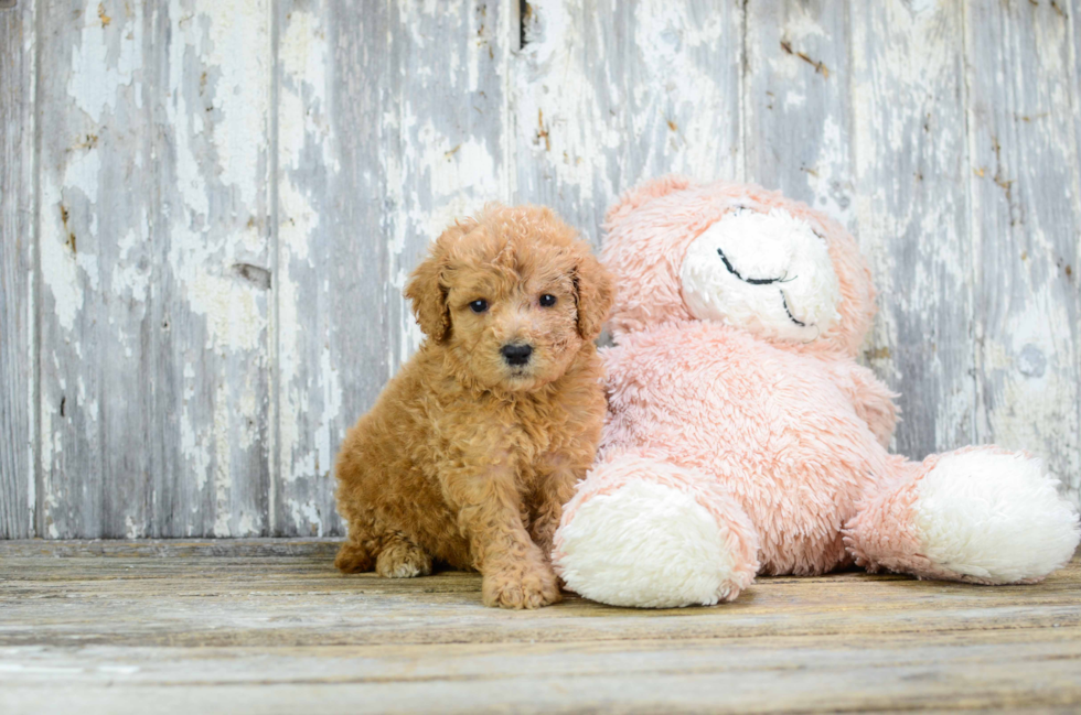 Mini Goldendoodle Puppy for Adoption