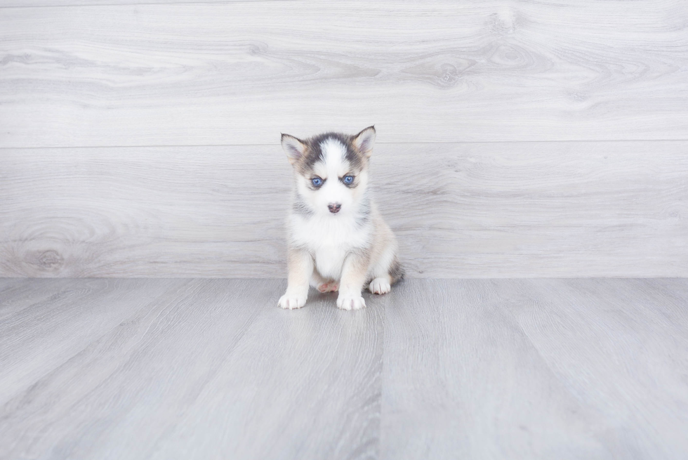 Pomsky Pup Being Cute