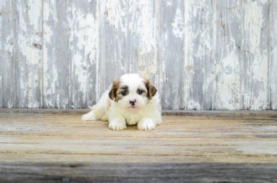 Friendly Teddy Bear Baby