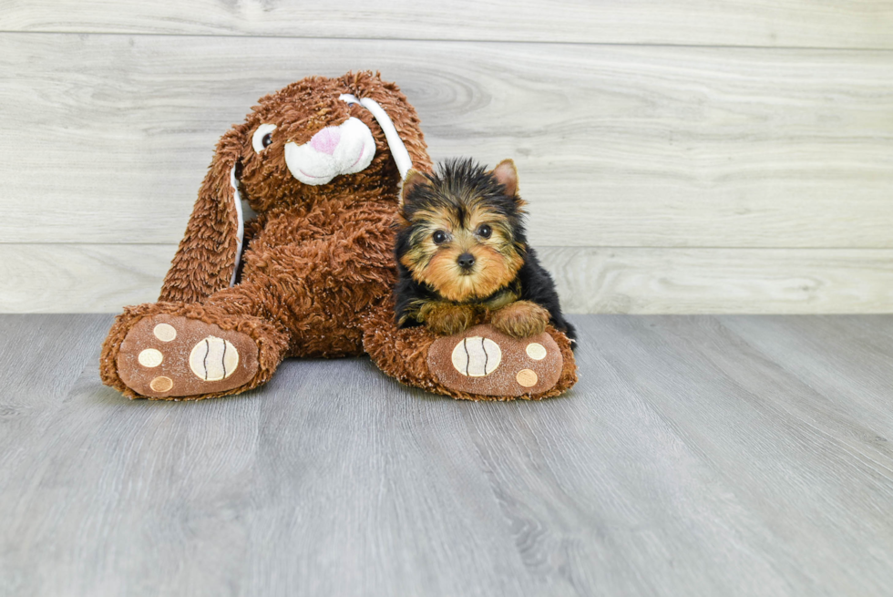 Meet Twinkle - our Yorkshire Terrier Puppy Photo 