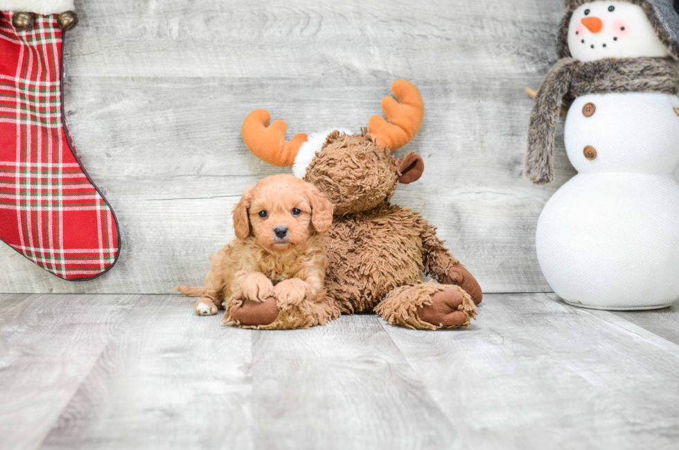 Cavapoo Puppy for Adoption