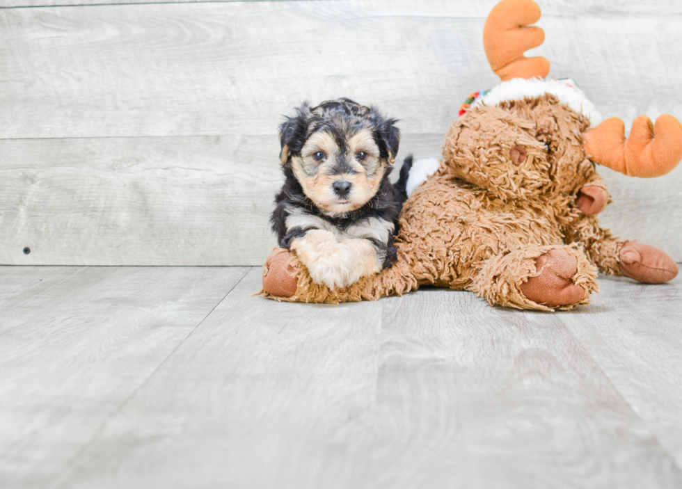 Hypoallergenic Yorkie Designer Puppy