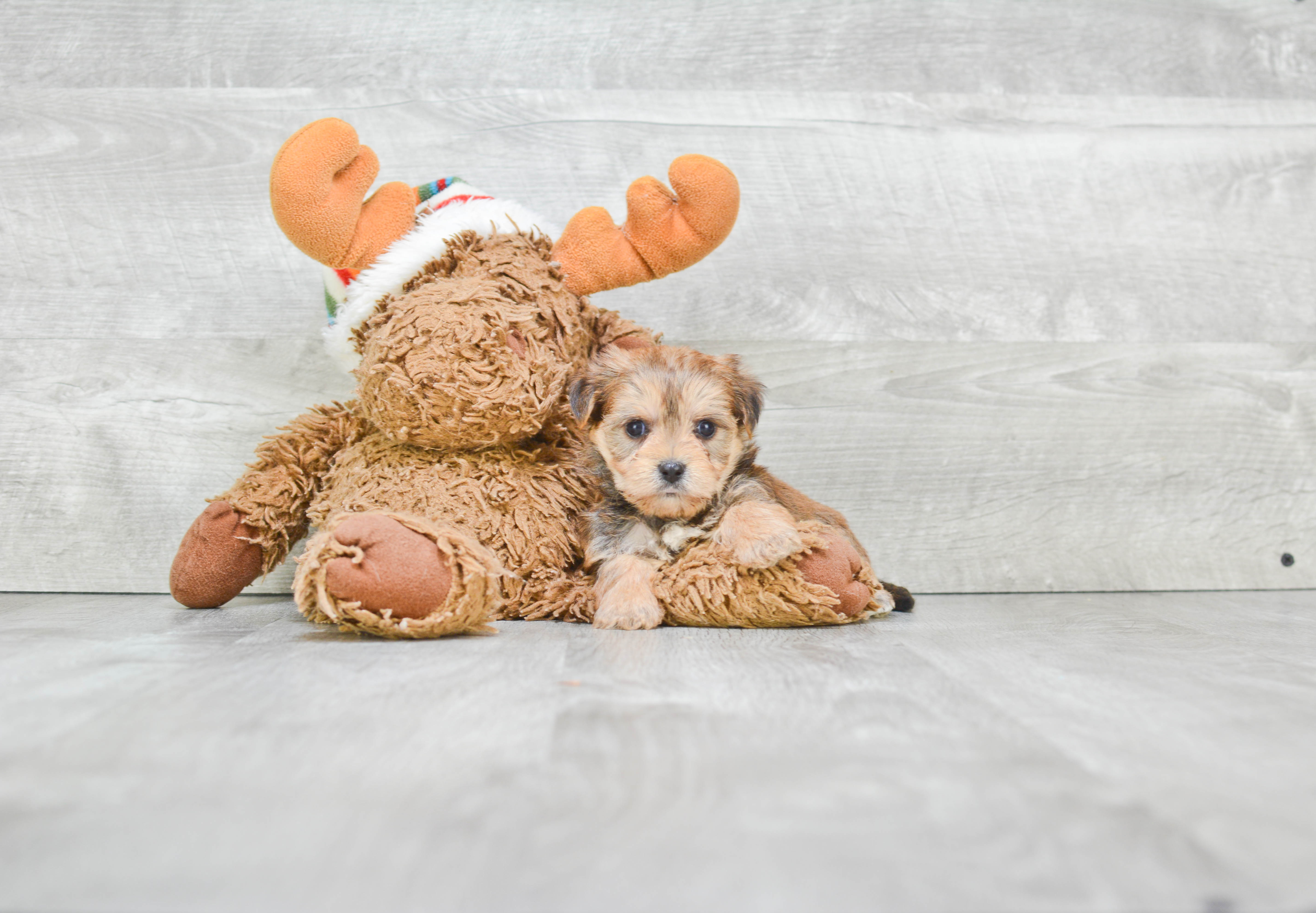 Best Morkie Baby
